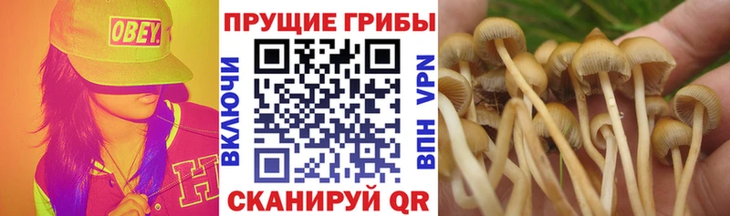 Псилоцибиновые грибы мицелий закладки Туран